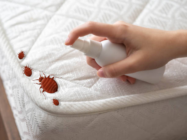 Best Bed Bug Extermination  in Highlandville, MO