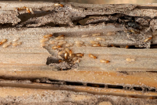 Best Insect Control  in Highlandville, MO